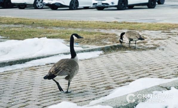 토론토 '깜짝 봄' 방문, 월요일 최고 16도 … 사흘간 두 자릿수 기온