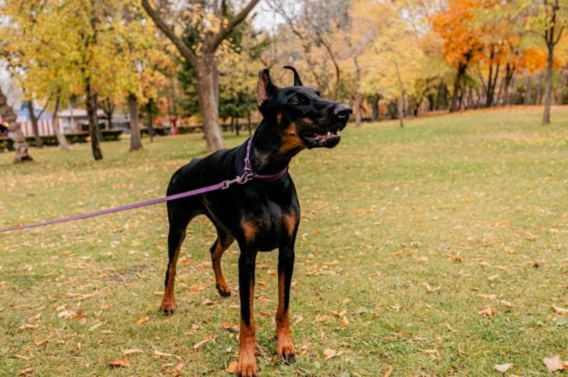 ์จํ๋ฆฌ์ค ๋ฐ๋ ค๋๋ฌผ ์์ ๊ธ์ง ์ถ์งโฆ ๋ฐํฑยท๊ท๋ ๊ธ์ง, ๊ผฌ๋ฆฌ๋ ํ์ฉ?