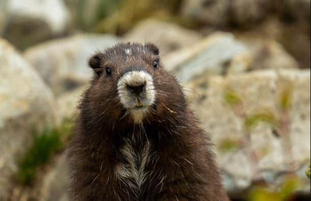 โ๋ฒ์จ ๋ด์ด ์จ๋ค?โ ์บ๋๋ค ๊ทธ๋ผ์ด๋ํธ๊ทธ โ์ด๋ฅธ ๋ดโ ์์ธก