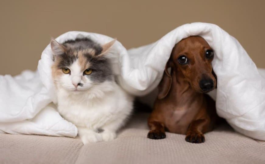 ๋ฐ๋ ค๋๋ฌผ ๋ณดํ๋ฃ โํญํโโฆ ๋
ธ๋ น๊ฒฌ ์ 800๋ฌ๋ฌ ๋์ด