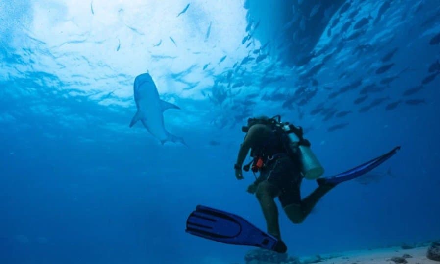 "상어 공격에 다리 절단" 캐나다 정부, 몰디브 여행 주의보 격상