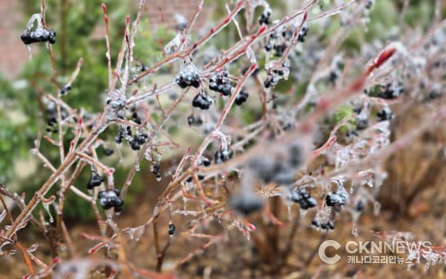 봄인 줄 알았는데 다시 겨울? …토론토 체감온도 영하 8도 '뚝'