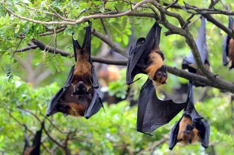 ์น์ฌ์จ 75% ์ธ๋ '๋ํ ๋ฐ์ด๋ฌ์ค'โฆ ์บ๋๋ค๋ ๊ณผ์ฐ ์์ ํ๊ฐ