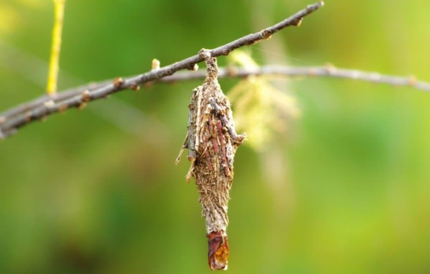 솔방울’인 줄 알았는데… 수천 마리 알 품은 나무 살인마