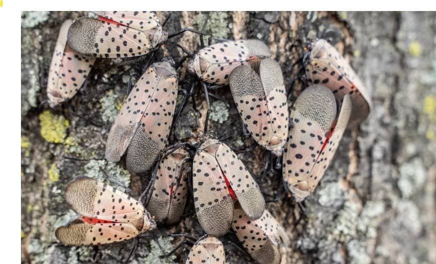 온타리오 ‘주홍꽃매미 습격' 비상… 와인 농가 초토화 위기