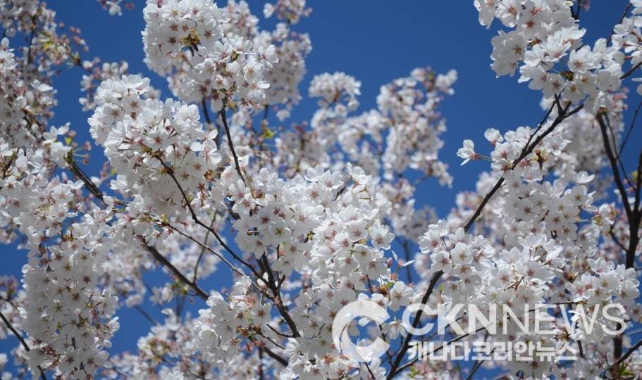 토론토 벚꽃, 4월 말 ‘절정’ 예고… 숨은 명소는 어디?